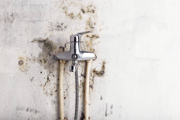 Best Mold Removal Near Me  in Stinnett, TX