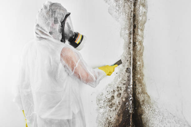 Office Mold Removal Services in Stinnett, TX