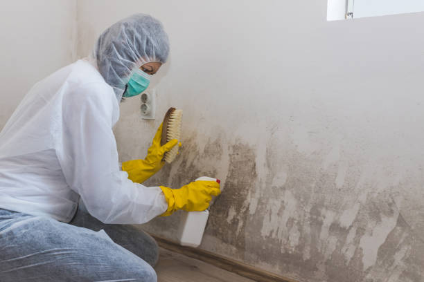 Mold Removal Process in Stinnett, TX