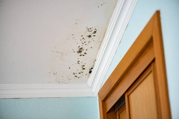 Best Fast Mold Removal  in Stinnett, TX