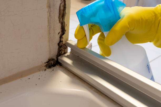 Best Black Mold Removal  in Stinnett, TX
