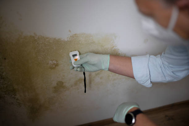 Best Certified Mold Removal  in Stinnett, TX