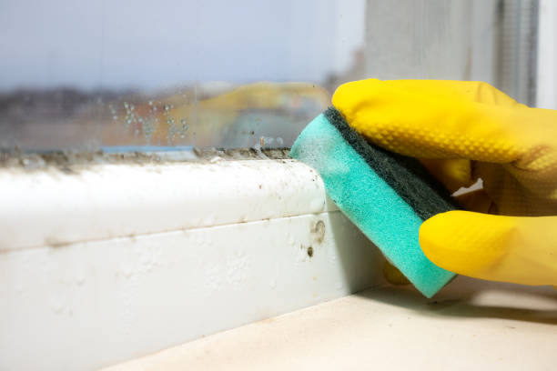 Best Mold Inspection  in Stinnett, TX