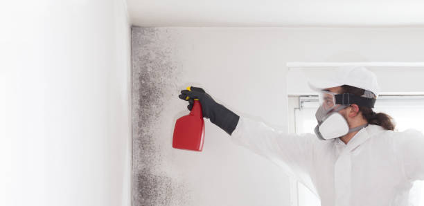 Best Emergency Mold Removal  in Stinnett, TX