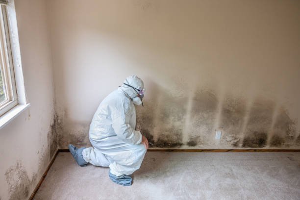 Best Attic Mold Removal  in Stinnett, TX